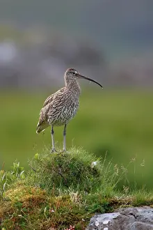 Mull: Eurasian Curlew (Numenius arquata), adult, standing