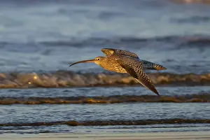 Coasts: Eurasian curlew (Numenius arquata) adult bird in flight over a coast shoreline