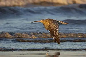 Norfolk: Eurasian curlew (Numenius arquata) adult bird flying over a coastline