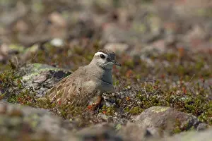 Dotterel: Eurasian Dotterel