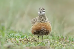 Dotterel: Eurasian Dotterel