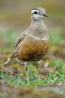 Dotterel: Eurasian Dotterel