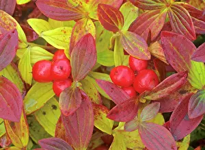 Cornel: Eurasian Dwarf Cornel - with berries and colourful