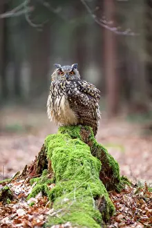 Zdarske: Eurasian Eagle Owl