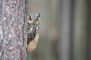 Peeping: Eurasian Eagle Owl