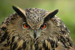 Portait: Eurasian Eagle Owl