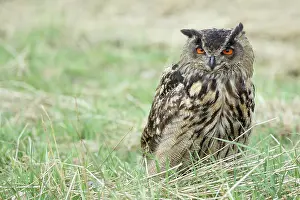 Tufts: Eurasian Eagle Owl