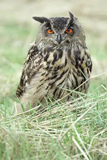 Tufts: Eurasian Eagle Owl