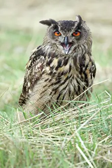 Tufts: Eurasian Eagle Owl