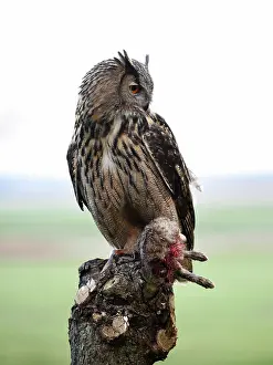 Frontview: Eurasian Eagle Owl
