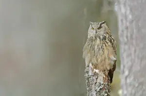 Scots: Eurasian Eagle Owl