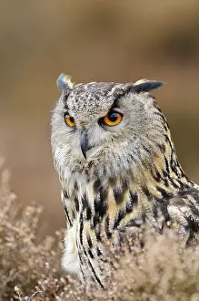Calluna: Eurasian Eagle Owl