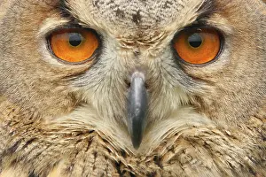 Tufts: Eurasian Eagle Owl