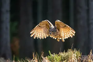 Bohemia: Eurasian Eagle Owl
