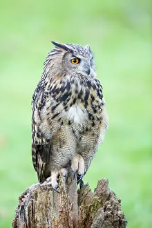 Surrey: Eurasian Eagle Owl