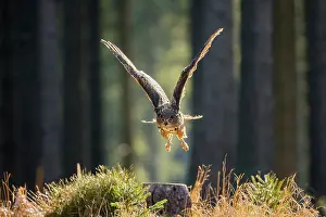 Bohemia: Eurasian Eagle Owl