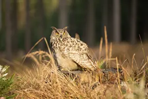 Bohemia: Eurasian Eagle Owl