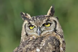 Turned: Eurasian Eagle Owl