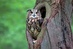 Cavity: Eurasian Eagle Owl