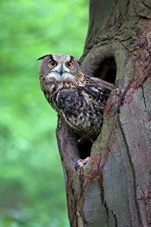 Cavity: Eurasian Eagle Owl