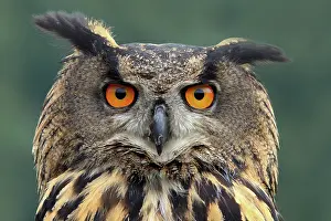 Silent: Eurasian Eagle Owl