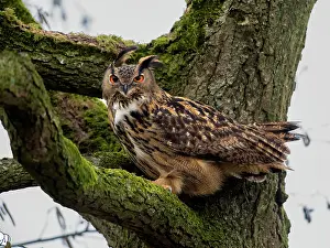 Noordeinde: Eurasian Eagle Owl