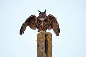 Frontview: Eurasian Eagle Owl