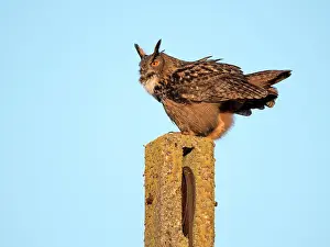 Noordeinde: Eurasian Eagle Owl