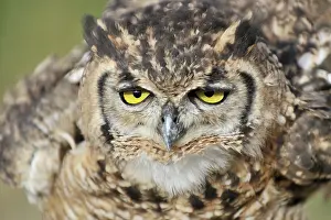 Duinen: Eurasian Eagle Owl