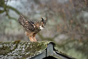 Noordeinde: Eurasian Eagle Owl