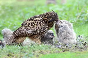 Brabant: Eurasian Eagle Owl