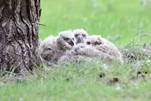 Brabant: Eurasian Eagle Owl