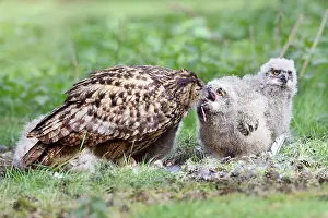Brabant: Eurasian Eagle Owl