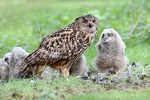 Brabant: Eurasian Eagle Owl