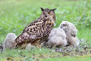 Brabant: Eurasian Eagle Owl