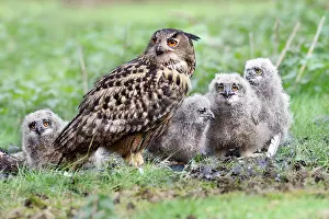 Brabant: Eurasian Eagle Owl