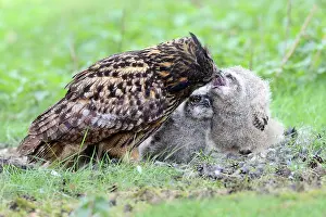 Brabant: Eurasian Eagle Owl