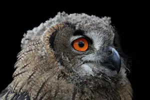 Hunter: Eurasian Eagle Owl