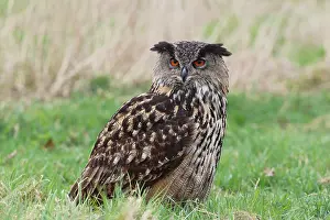 Bohemian: Eurasian Eagle Owl