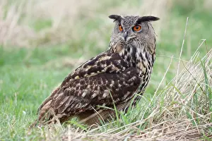 Bohemian: Eurasian Eagle Owl