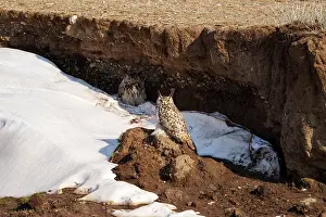 Neige: EURASIAN EAGLE OWL