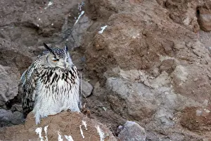Rapace Nocturne: EURASIAN EAGLE OWL