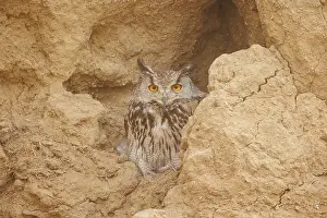 Rapace Nocturne: EURASIAN EAGLE OWL