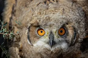 Jeune: EURASIAN EAGLE OWL