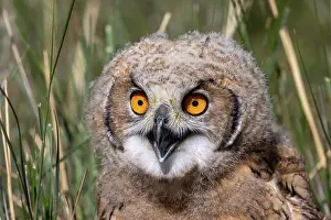 Jeune: EURASIAN EAGLE OWL