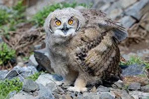 Jeune: EURASIAN EAGLE OWL