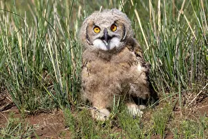 Jeune: EURASIAN EAGLE OWL