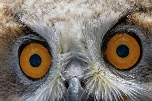 Jeune: EURASIAN EAGLE OWL
