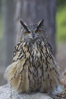 100917: Eurasian Eagle-Owl - adult owl - Sweden