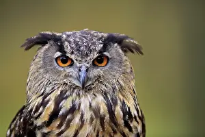 Slovakia: Eurasian eagle-owl (Bubo bubo), adult, animal portrait